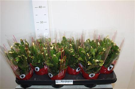 Горшечные цветы и растения оптом Schlumb Ov 20+ от 12шт из Голландии с доставкой по России