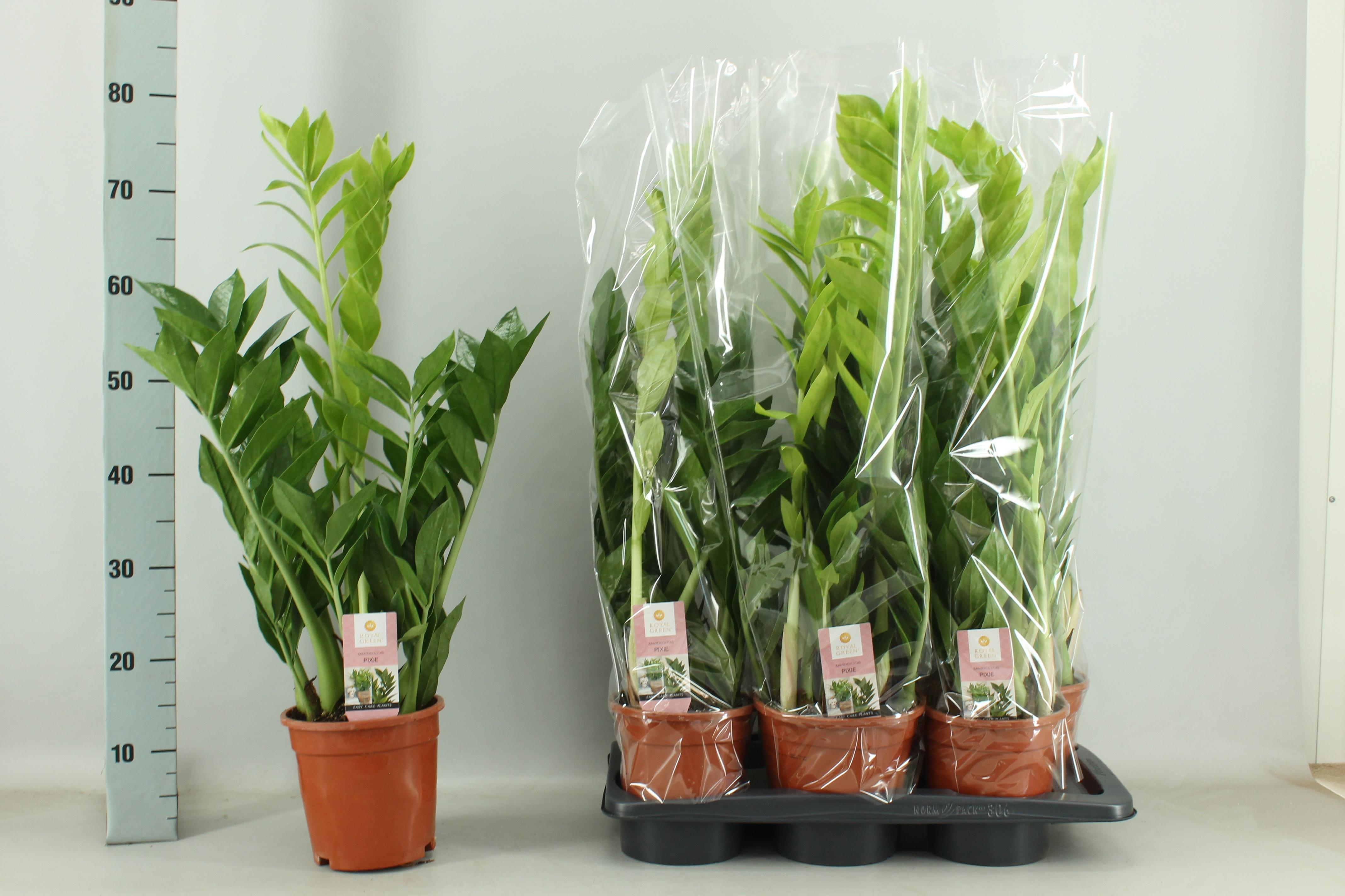 Горшечные цветы и растения оптом Zamio Pixie от 6шт из Голландии с доставкой по России