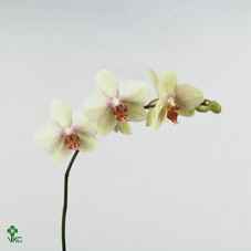 Срезанные цветы оптом Phalaenopsis omega (per flower) от 25шт из Голландии с доставкой по России