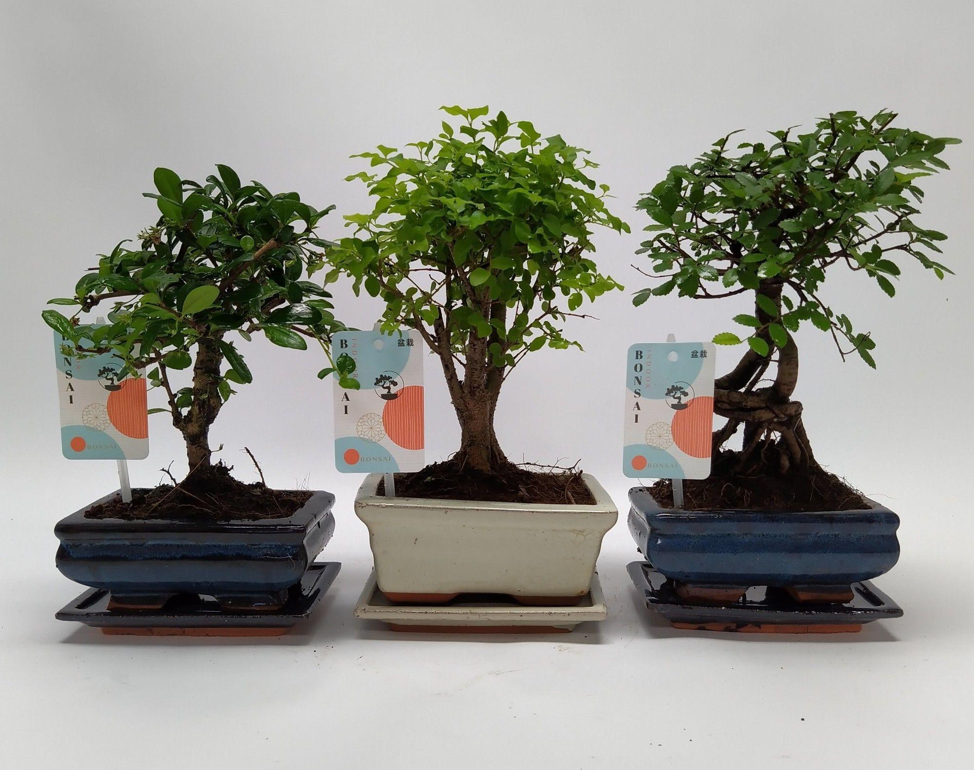 Горшечные цветы и растения оптом Bonsai Mix Traditional Ball от 10шт из Голландии с доставкой по России