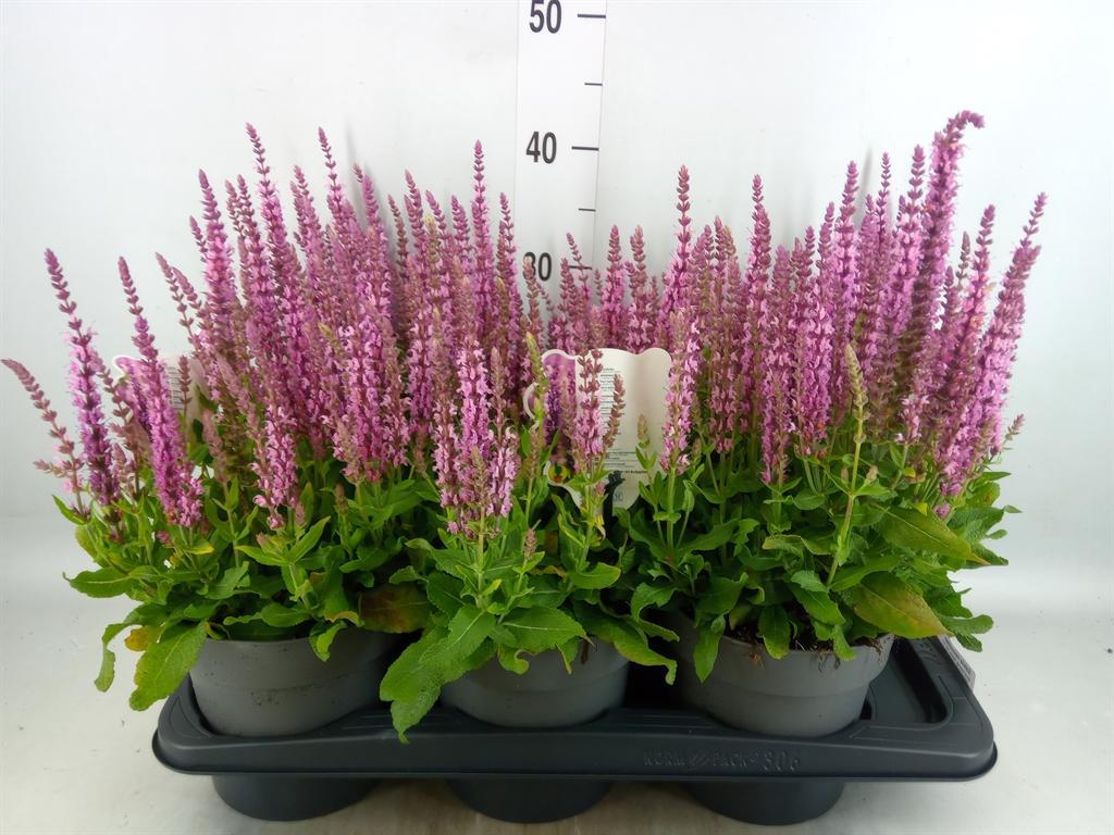 Горшечные цветы и растения оптом Salvia Nemorosa   ... от 6шт из Голландии с доставкой по России