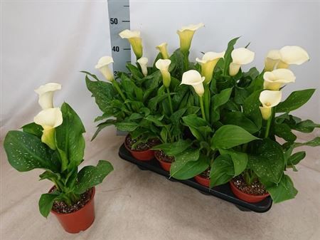 Горшечные цветы и растения оптом Zant Siberia 2+ от 8шт из Голландии с доставкой по России