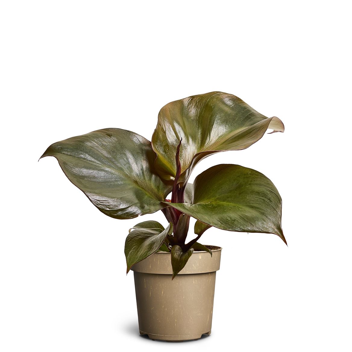 Горшечные цветы и растения оптом Philodendron Red Heart от 6шт из Голландии с доставкой по России