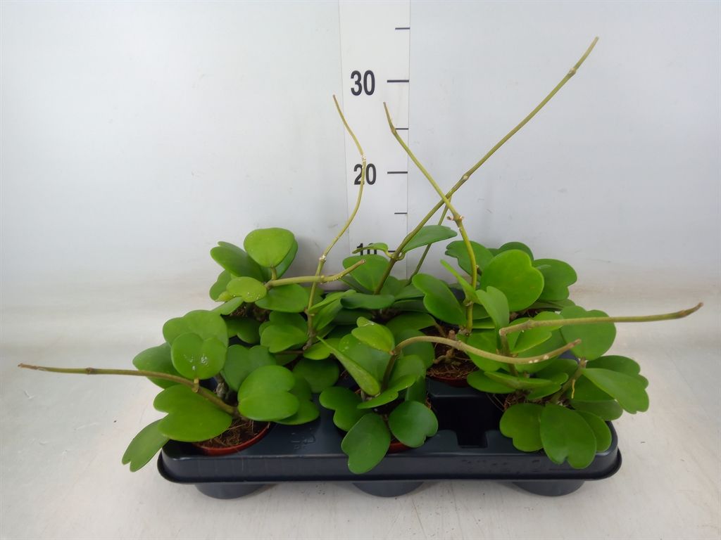 Горшечные цветы и растения оптом Hoya Kerrii от 8шт (для телеги) из Голландии с доставкой по России