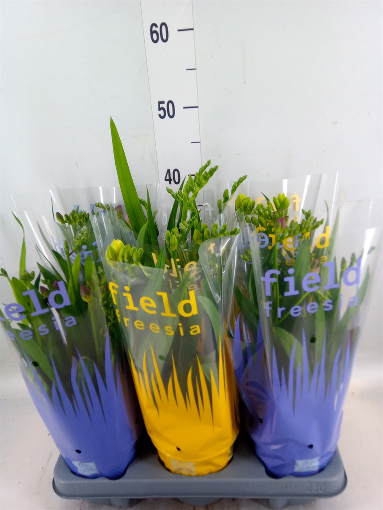Горшечные цветы и растения оптом Freesia   ... от 6шт из Голландии с доставкой по России