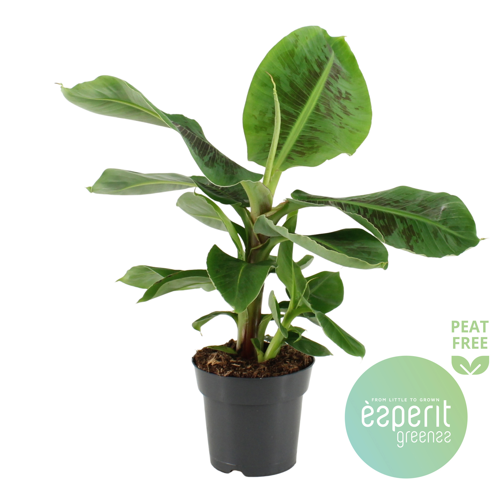 Горшечные цветы и растения оптом Musa Oriental Dwarf от 6шт из Голландии с доставкой по России