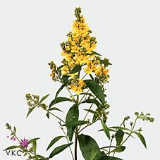 Срезанные цветы оптом Lysimachia vulgaris от 50шт из Голландии с доставкой по России