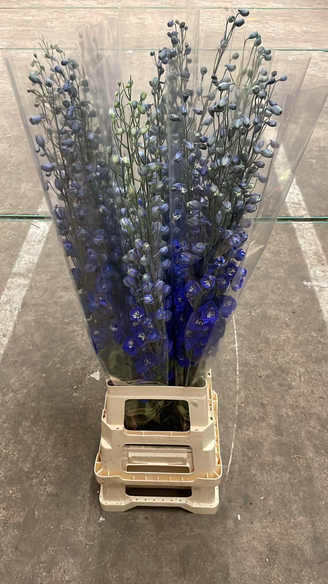 Срезанные цветы оптом Delphinium el du dewi blue star от 30шт из Голландии с доставкой по России