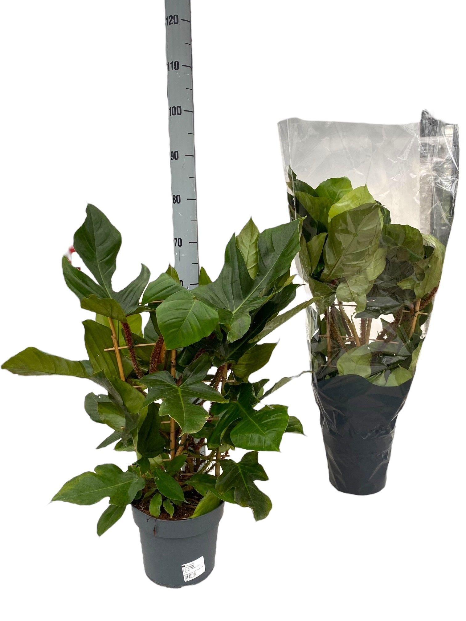 Горшечные цветы и растения оптом Phil Squamiferum от 1шт из Голландии с доставкой по России