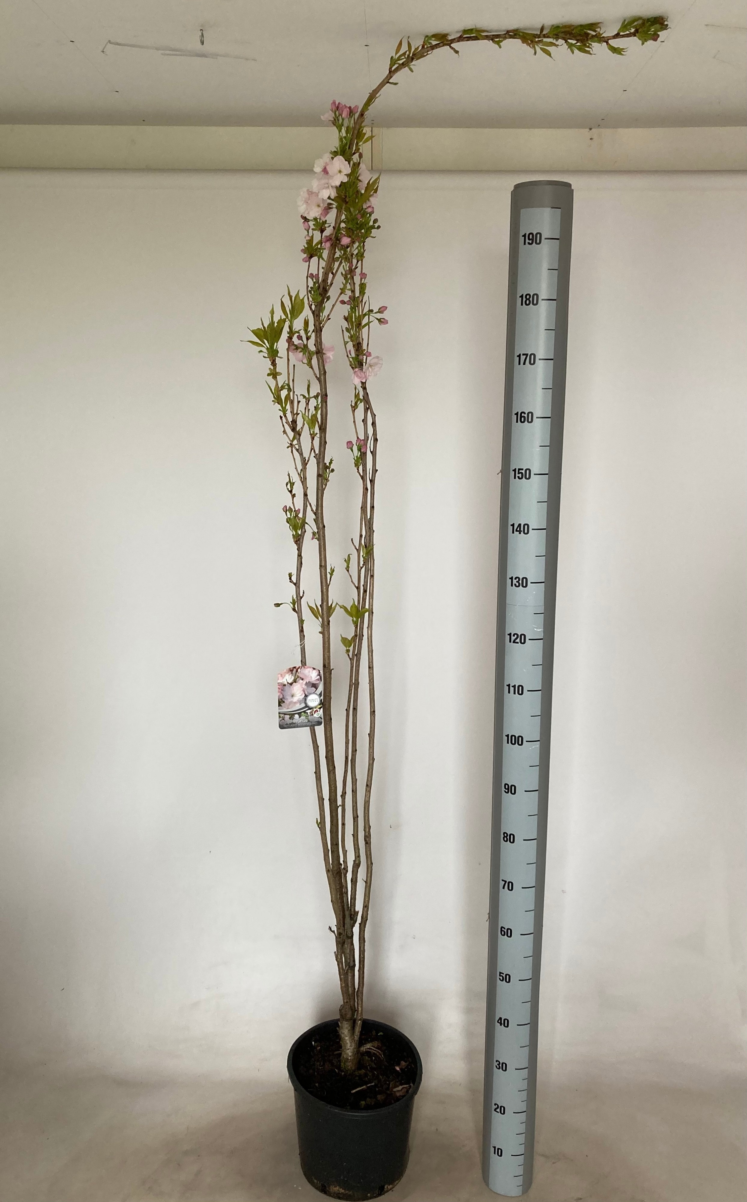 Горшечные цветы и растения оптом Prun Se Amanogawa от 1шт из Голландии с доставкой по России