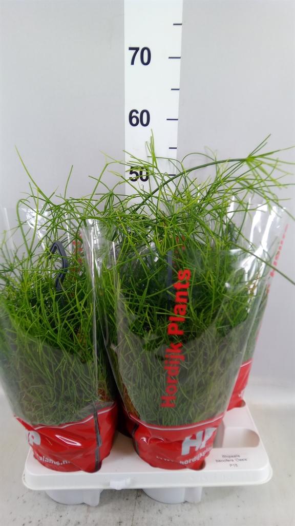 Горшечные цветы и растения оптом Rhipsalis Baccifera oasis от 4шт из Голландии с доставкой по России