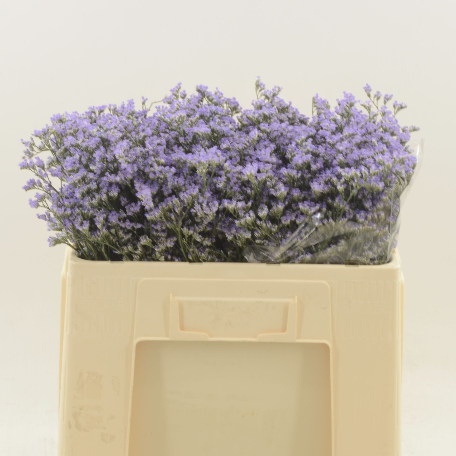Срезанные цветы оптом Limonium utah blue от 600шт из Голландии с доставкой по России