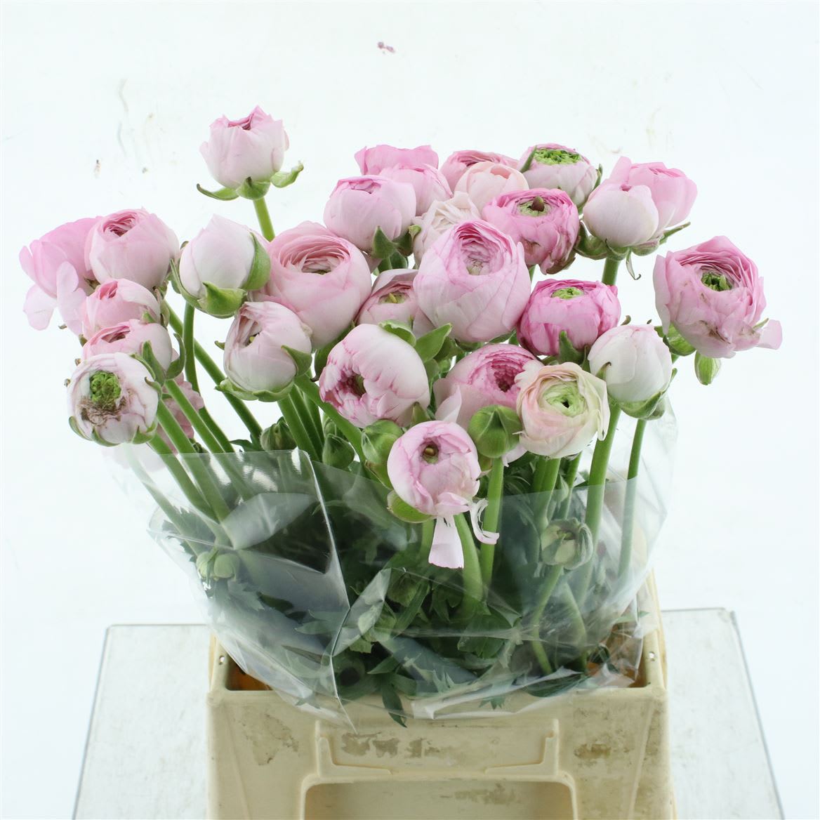 Срезанные цветы оптом Ranunculus amandine marshmallow от 50шт из Голландии с доставкой по России