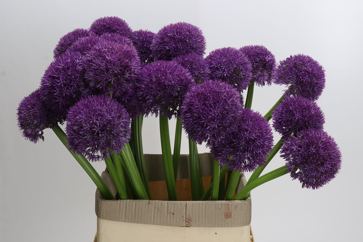 Срезанные цветы оптом Allium big flower от 28шт. из Голландии с доставкой по России