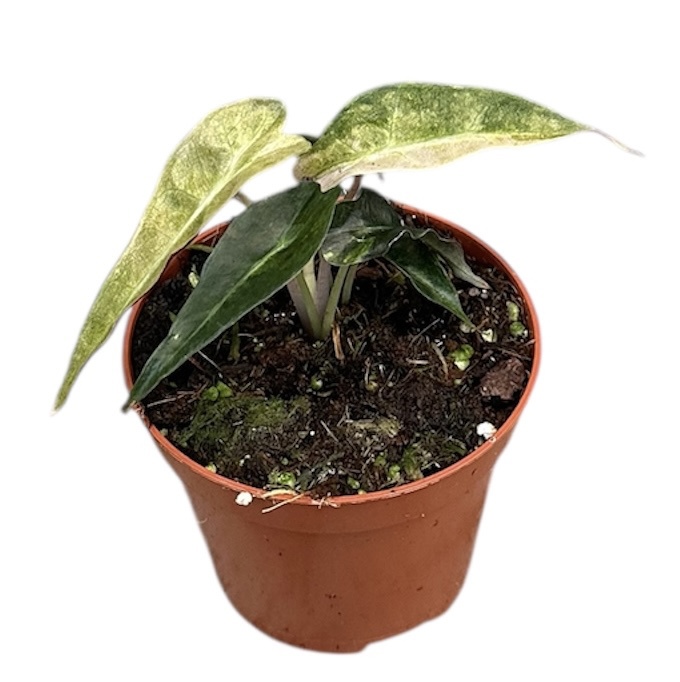 Горшечные цветы и растения оптом Alocasia Polly Yellow Variegata от 1шт (для телеги) из Голландии с доставкой по России