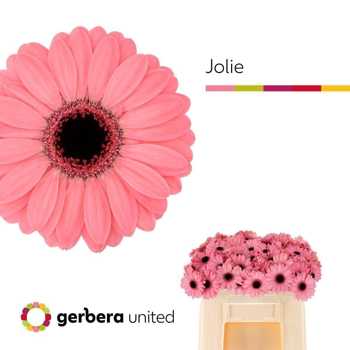 Срезанные цветы оптом Germini jolie от 80шт из Голландии с доставкой по России