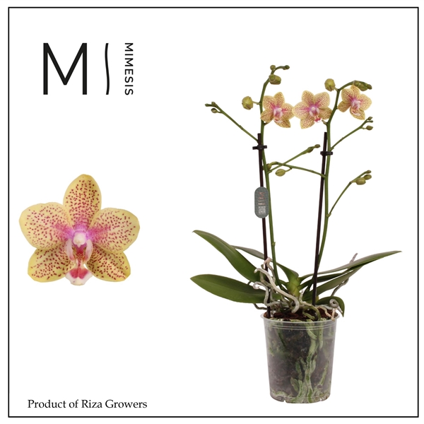 Горшечные цветы и растения оптом Phal 2st Cousteau от 12шт (для телеги) из Голландии с доставкой по России