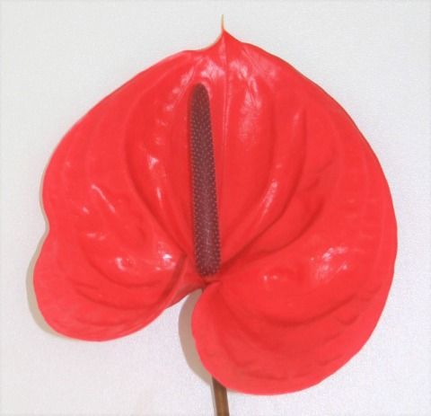 Срезанные цветы оптом Anthurium enjoy от 15шт из Голландии с доставкой по России