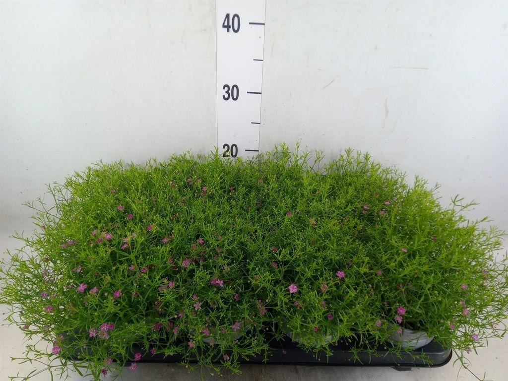 Горшечные цветы и растения оптом Gypsophila   ... от 8шт из Голландии с доставкой по России