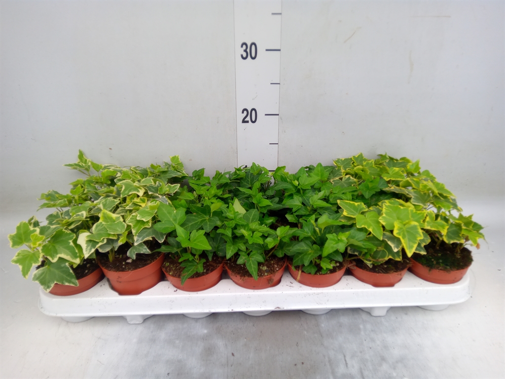 Горшечные цветы и растения оптом Hedera   ...mix от 21шт (для телеги) из Голландии с доставкой по России