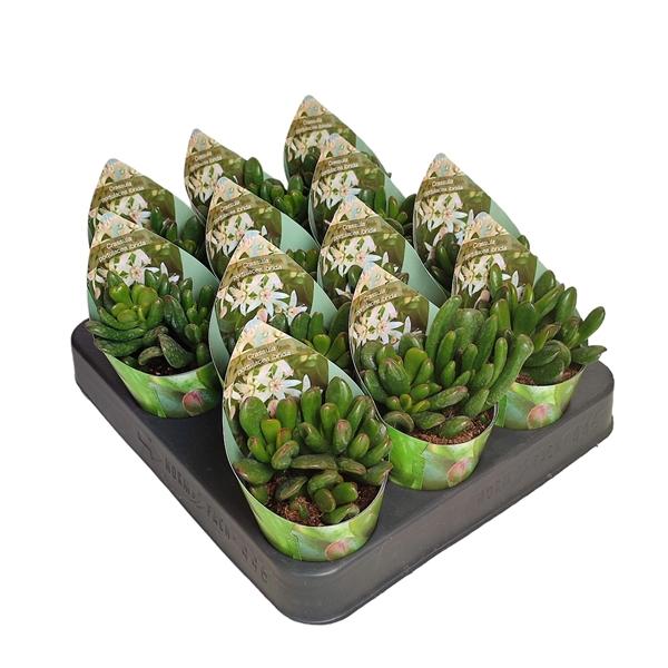 Горшечные цветы и растения оптом Crassula Portulacea Ibrida With Potcover от 12шт (для телеги) из Голландии с доставкой по России
