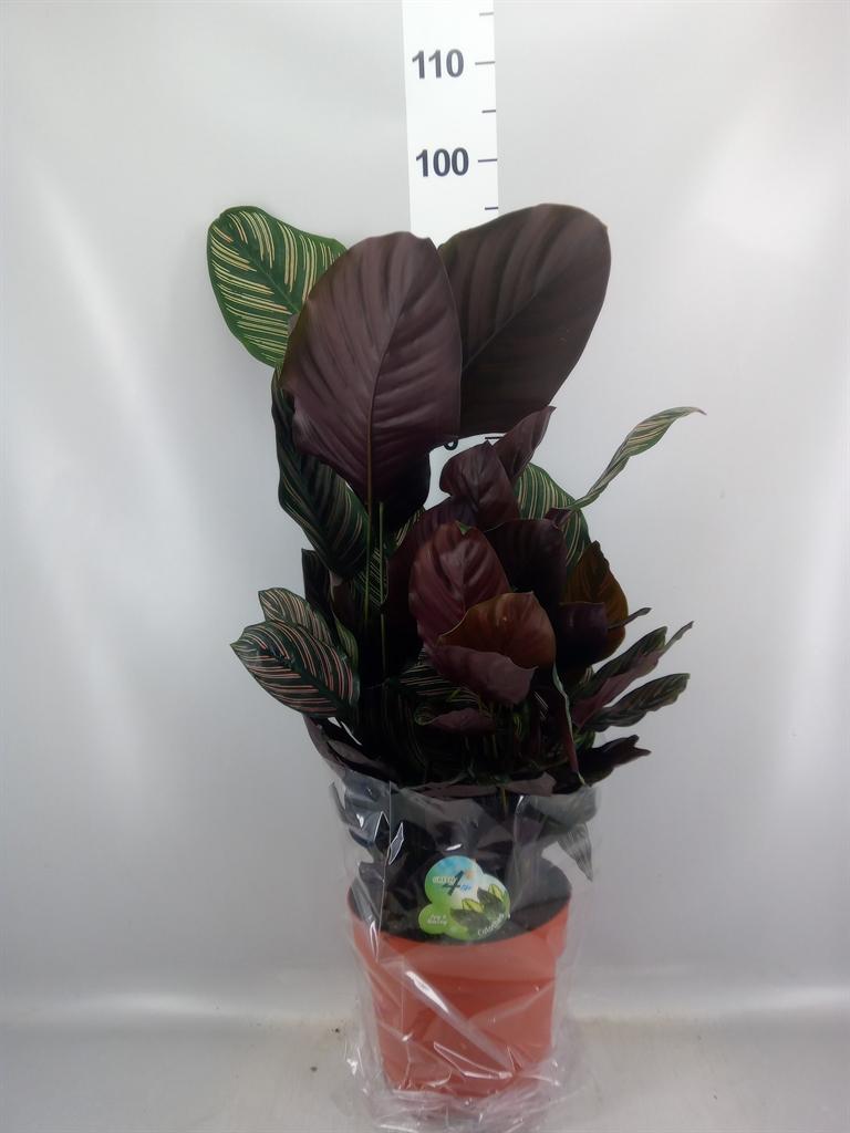 Горшечные цветы и растения оптом Calathea Sanderiana от 1шт из Голландии с доставкой по России