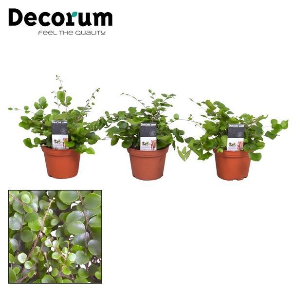 Горшечные цветы и растения оптом Pellaea Rotundifolia (decorum) от 16шт из Голландии с доставкой по России