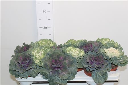 Горшечные цветы и растения оптом Brassica (sierkool) от 12шт из Голландии с доставкой по России