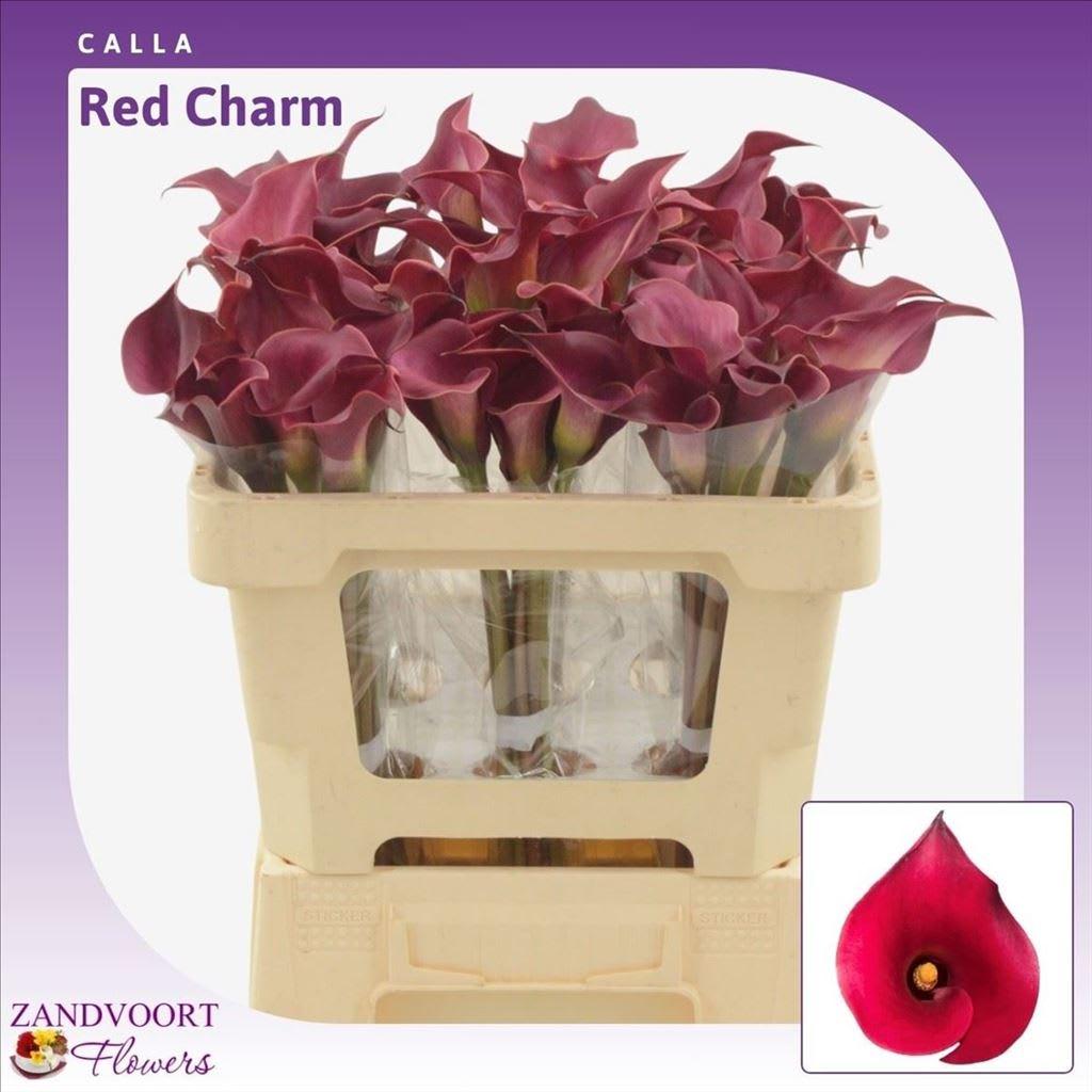 Срезанные цветы оптом Zantedeschia red charm double от 50шт из Голландии с доставкой по России