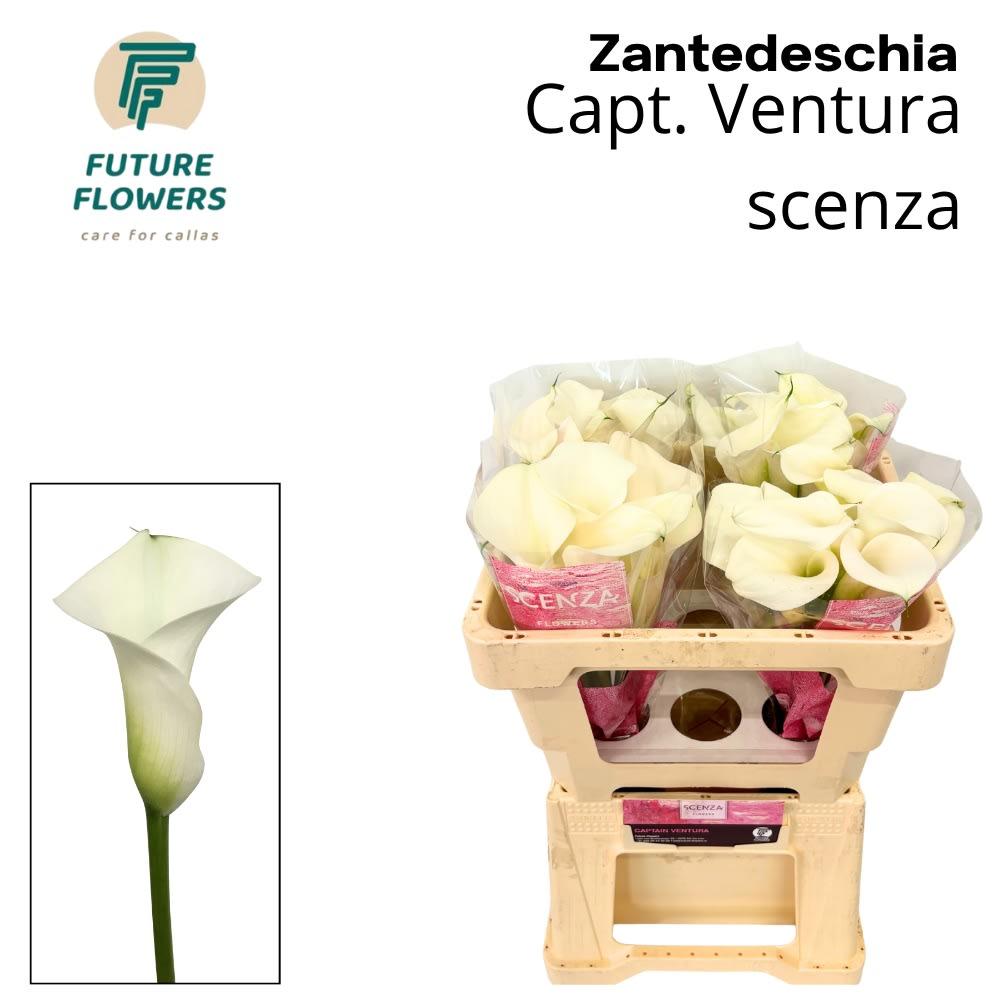 Срезанные цветы оптом Zantedeschia captain ventura от 40шт.. из Голландии с доставкой по России