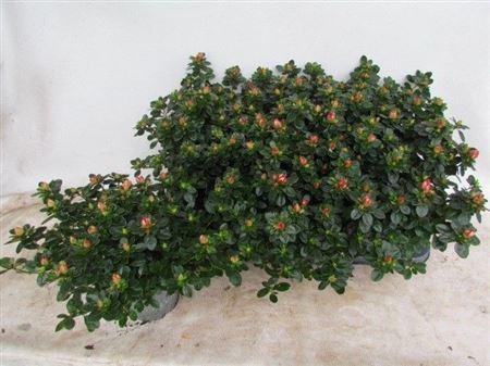 Горшечные цветы и растения оптом Rhodo Si Fluostern от 6шт из Голландии с доставкой по России