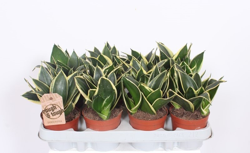 Горшечные цветы и растения оптом Sansevieria Lotus Hahni от 12шт (для телеги) из Голландии с доставкой по России