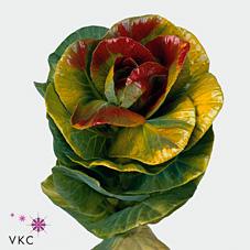 Срезанные цветы оптом Brassica paint от 30шт.. из Голландии с доставкой по России