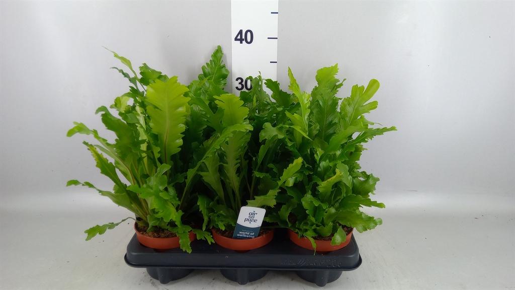 Горшечные цветы и растения оптом Asplenium Nidus campio от 6шт из Голландии с доставкой по России