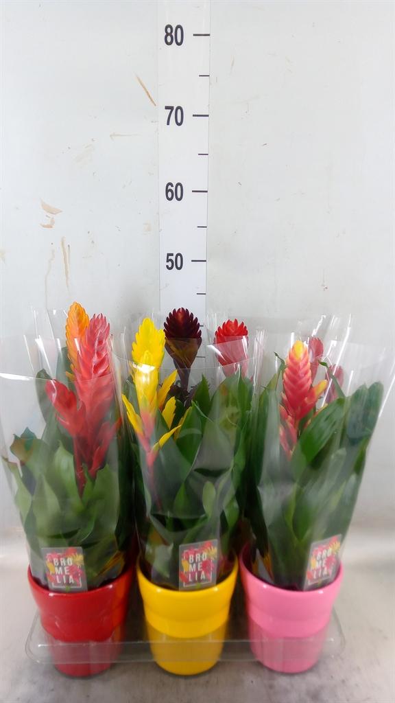 Горшечные цветы и растения оптом Vriesea   ...mix 6 от 6шт из Голландии с доставкой по России