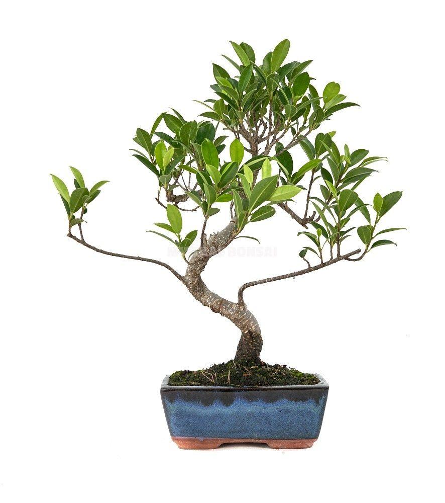 Горшечные цветы и растения оптом Bonsai Gem от 10шт из Голландии с доставкой по России