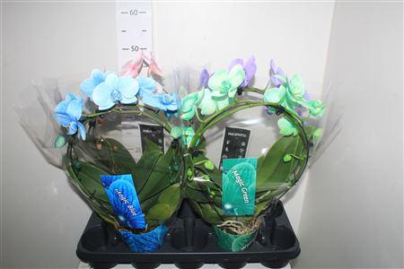 Горшечные цветы и растения оптом Phal Paint magic / Wonder Spiegelboog Mix от 4шт из Голландии с доставкой по России