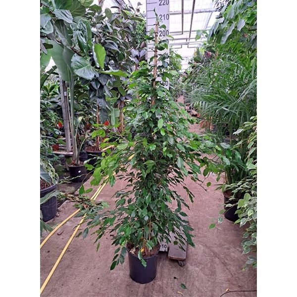 Горшечные цветы и растения оптом Ficus Be Exotica Piramide 200 Xl от 1шт из Голландии с доставкой по России