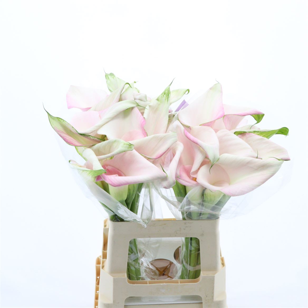 Срезанные цветы оптом Zantedeschia sweet art double от 40шт из Голландии с доставкой по России