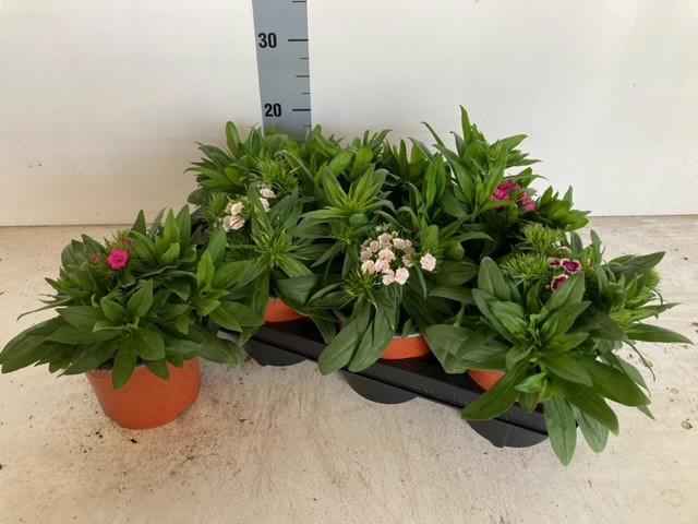Горшечные цветы и растения оптом Dian B Barb Gemengd от 7шт из Голландии с доставкой по России