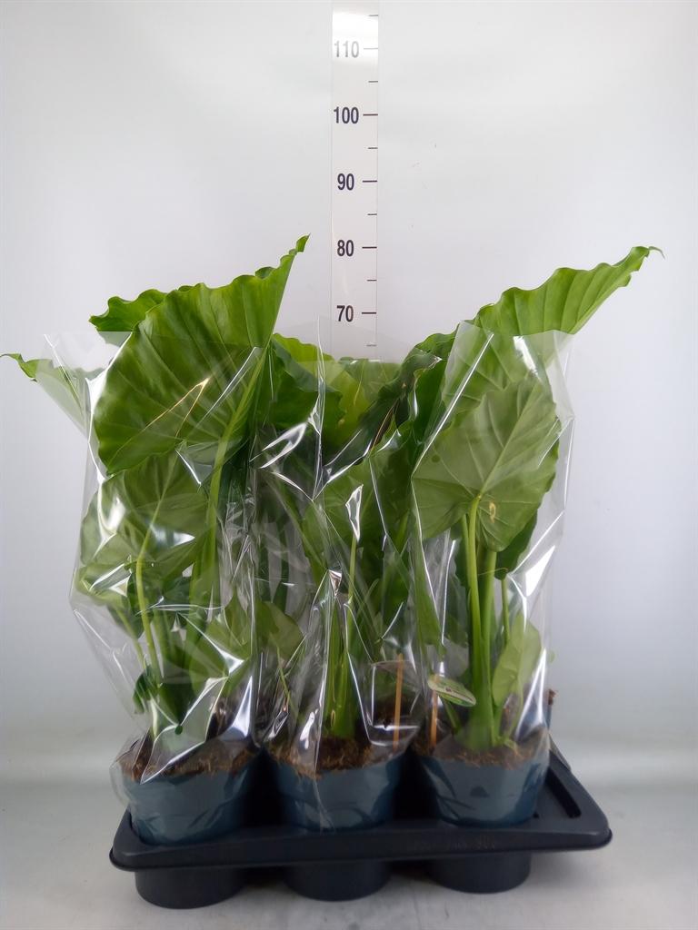 Горшечные цветы и растения оптом Alocasia Gageana от 6шт (для телеги) из Голландии с доставкой по России