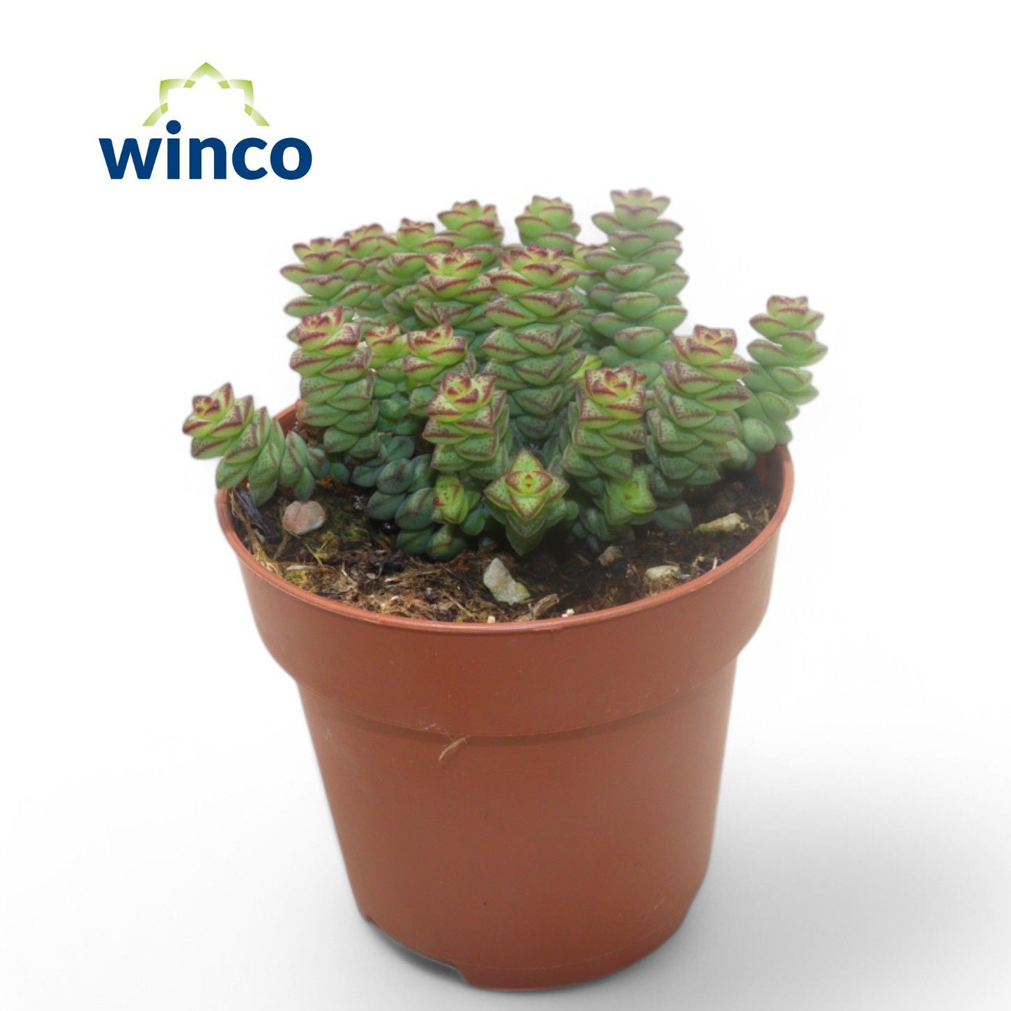 Горшечные цветы и растения оптом Crassula Marneriana от 18шт (для телеги) из Голландии с доставкой по России
