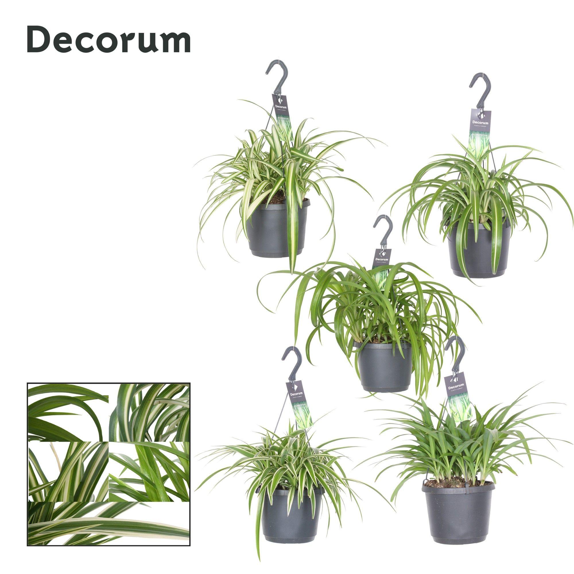 Горшечные цветы и растения оптом Chlorophytum Mixed от 6шт из Голландии с доставкой по России