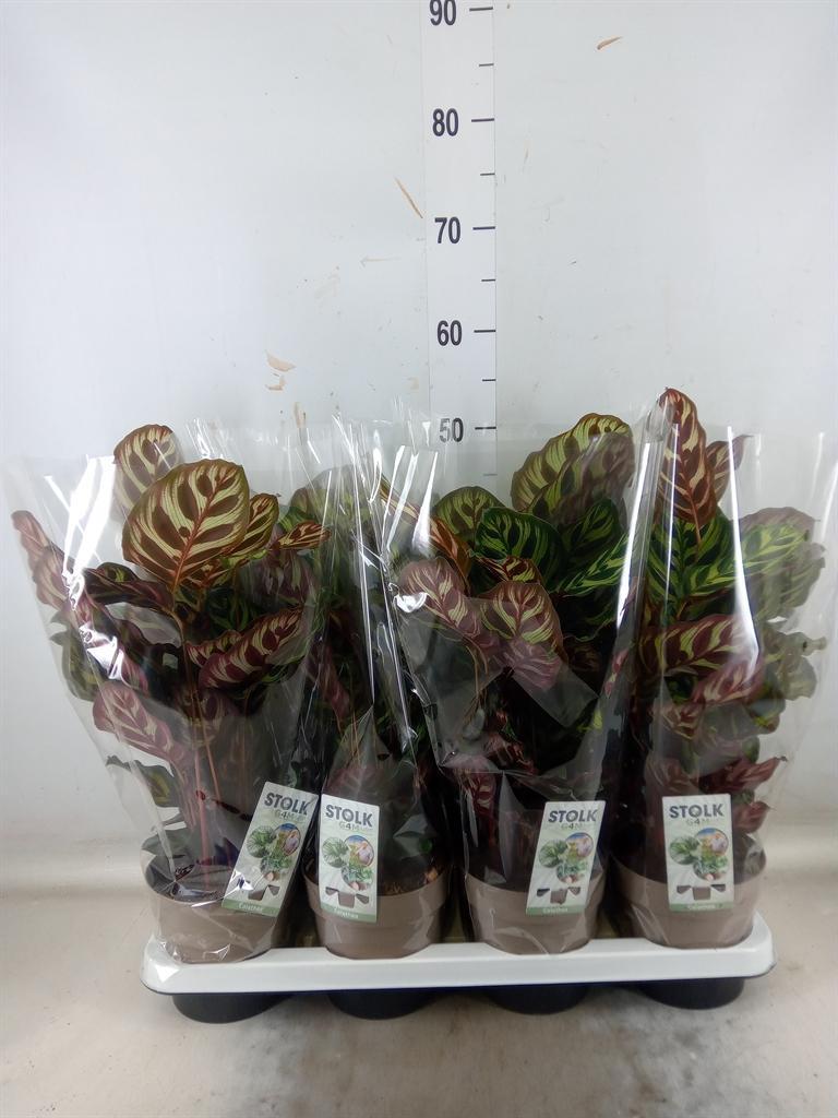 Горшечные цветы и растения оптом Calathea Makoyana от 8шт из Голландии с доставкой по России