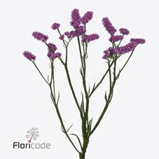 Срезанные цветы оптом Statice raspberry wings от 50шт из Голландии с доставкой по России