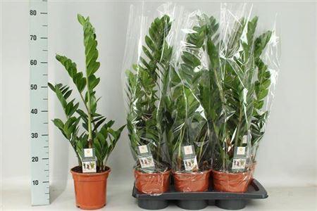 Горшечные цветы и растения оптом Zamio Zamiifolia 3+ от 6шт из Голландии с доставкой по России