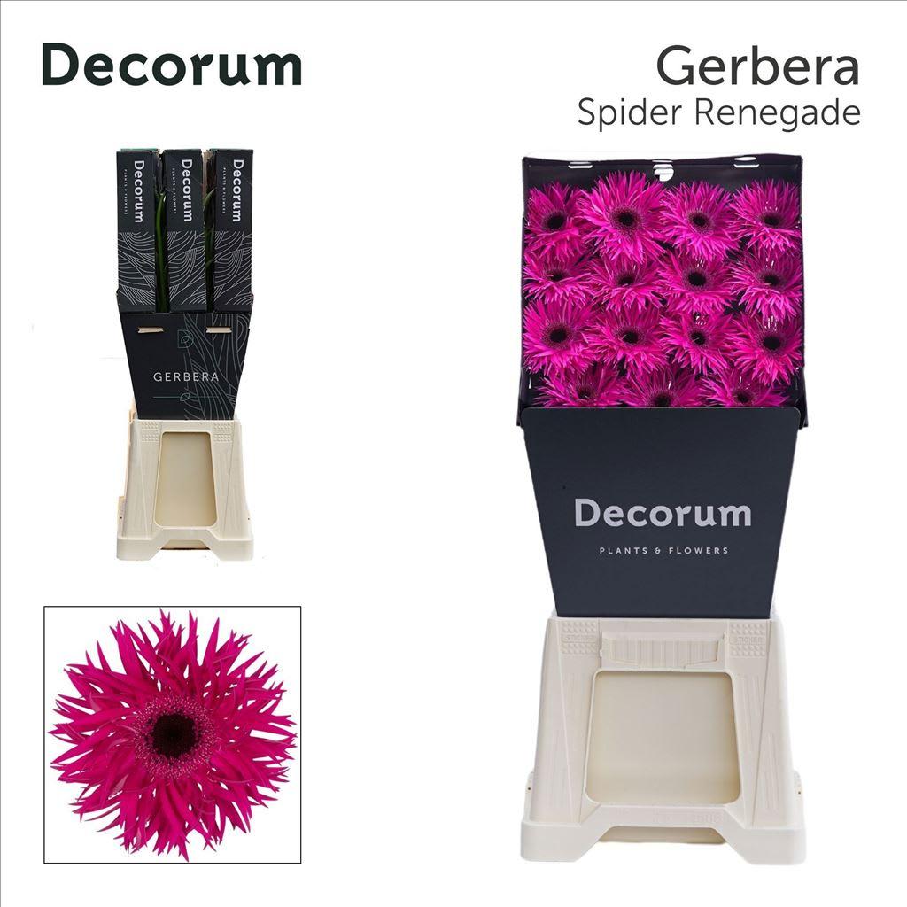 Срезанные цветы оптом Gerbera renegade от 45шт из Голландии с доставкой по России