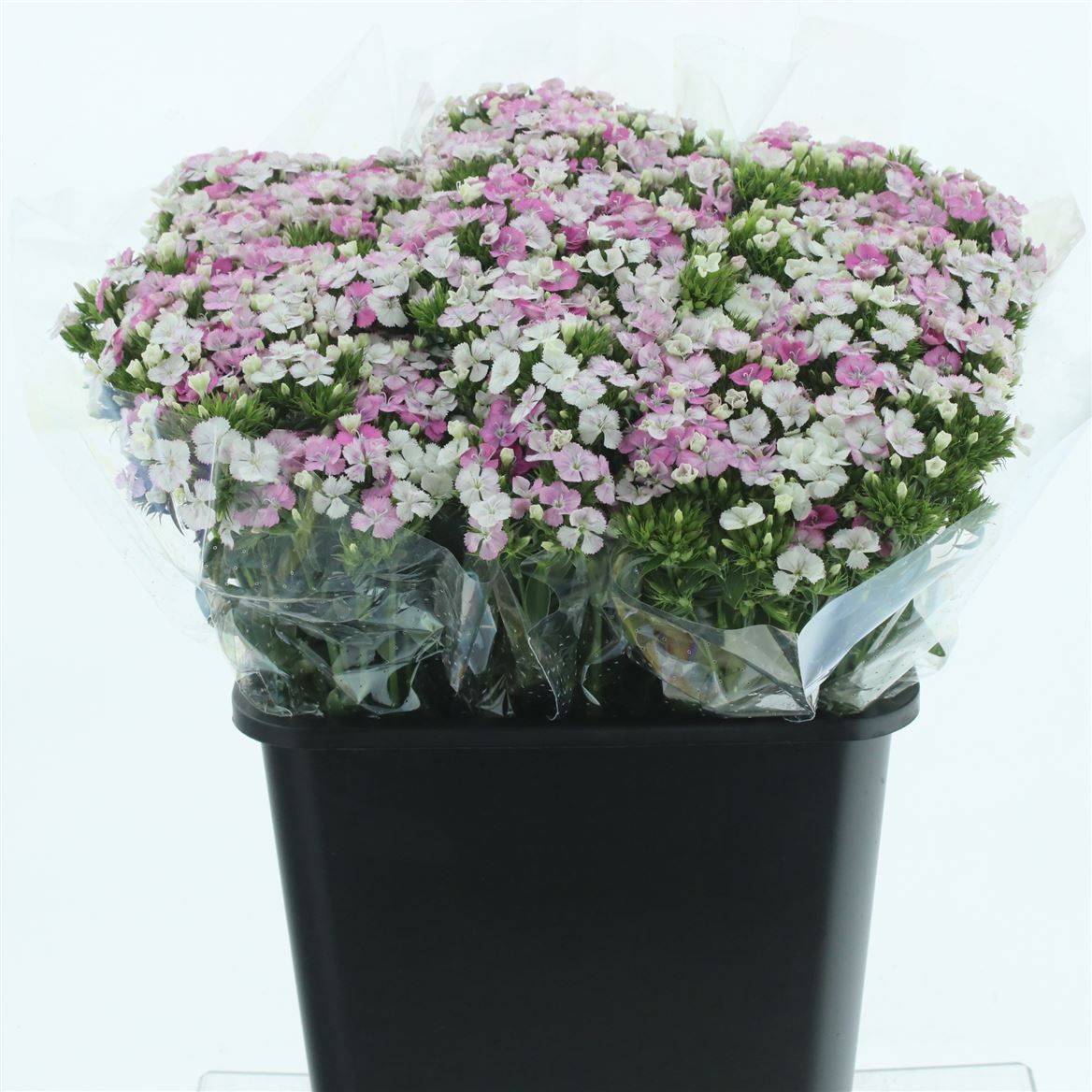 Срезанные цветы оптом Dianthus br amazone pink magic от 50шт из Голландии с доставкой по России