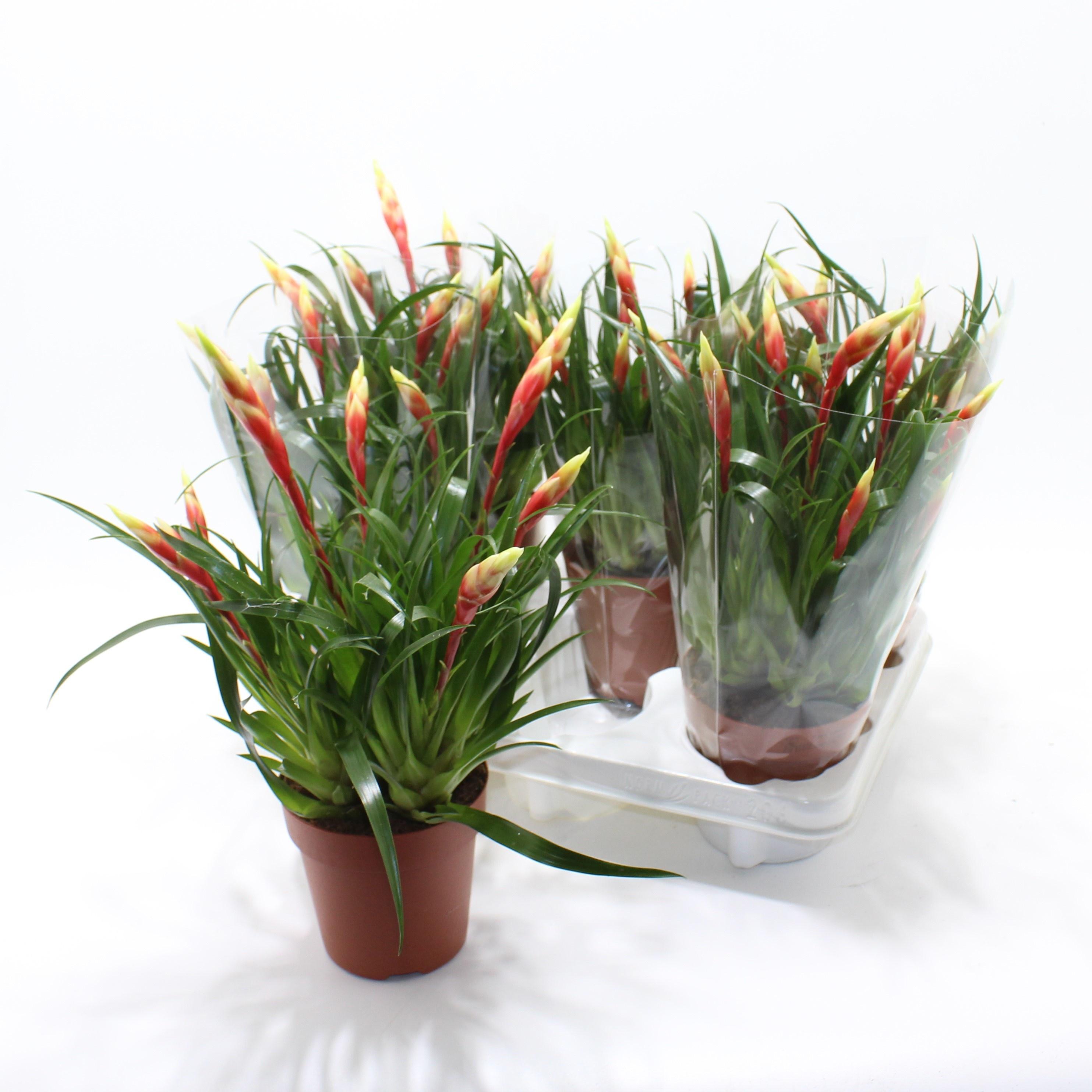 Горшечные цветы и растения оптом Vries Shannon от 6шт из Голландии с доставкой по России