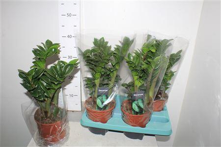 Горшечные цветы и растения оптом Zamioculcas Zenzi 4+ от 4шт из Голландии с доставкой по России